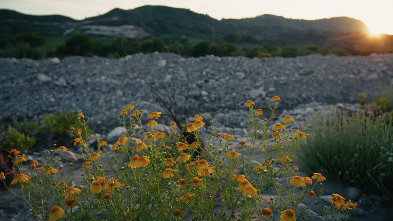 Piccoli fiori gialli e montagne sullo sfondo durante un tramonto nella natura.