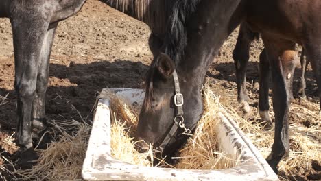 black mare peacefully enjoying hay from a trough in a sunny paddock