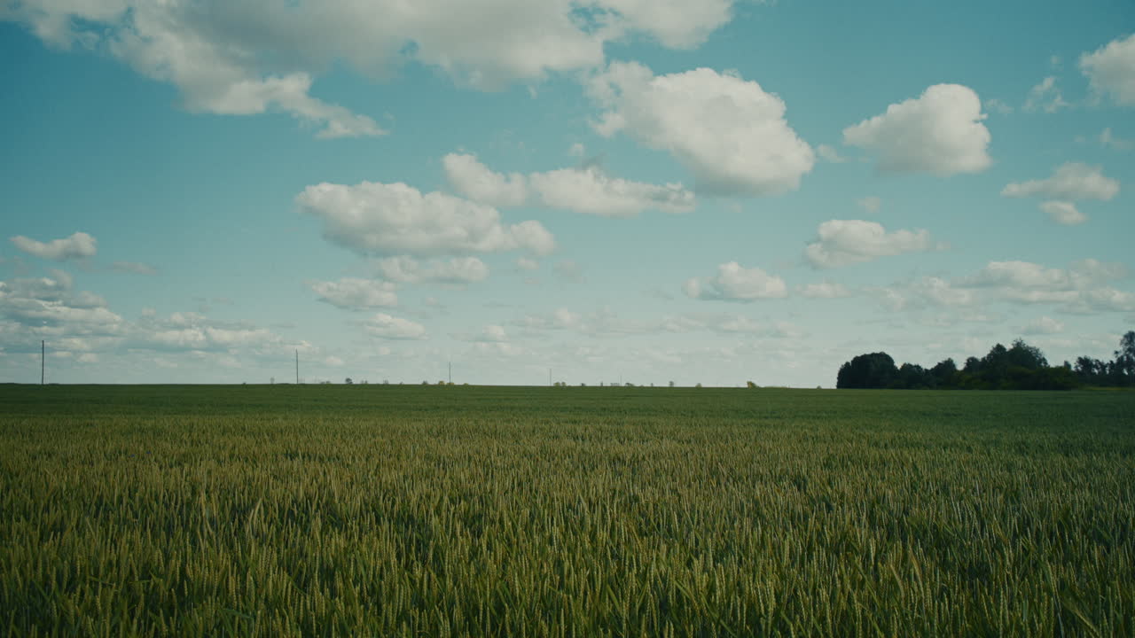 Wheat Field Under a Cloudy Sky