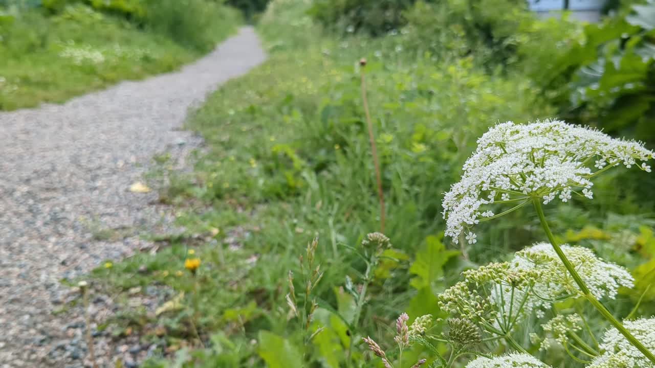 Path in countryside with white flowers close up, nature path detail