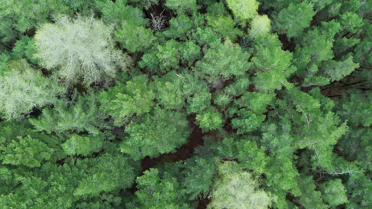 Lush aerial view of green forest near Canfranc-Estación, Aragón, Spain