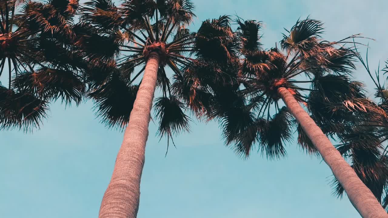 Upward view looking up at palm trees on the Costa del Sol