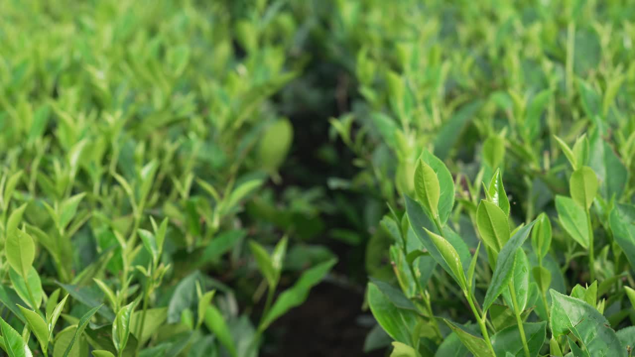Close-up of fresh green tea leaves glowing under warm sunlight in Vietnam