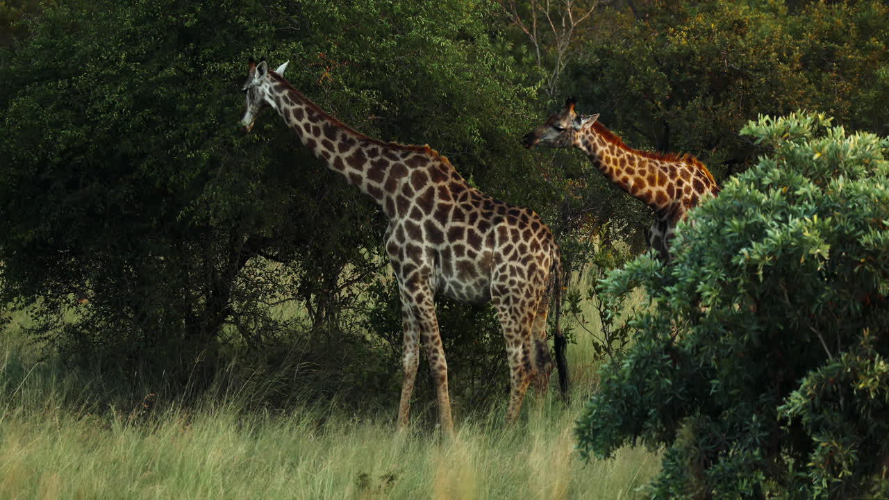 Two giraffes grazing near lush bushes in the savannah at Sabi Sands, South Africa during the day