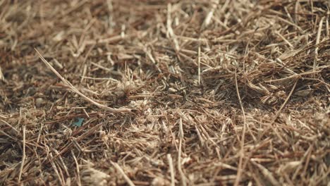 primer plano macro de colonia de hormigas moviéndose sobre hierba seca hacia el hormiguero