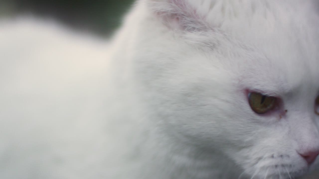 крупный план кошки на улице