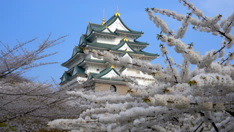 nagoya castle framed by beautiful cherry blossoms