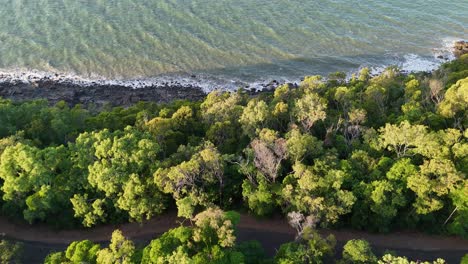 drone footage captures lush rainforest meeting the ocean along port douglas, showcasing vibrant greenery and serene coastal waves