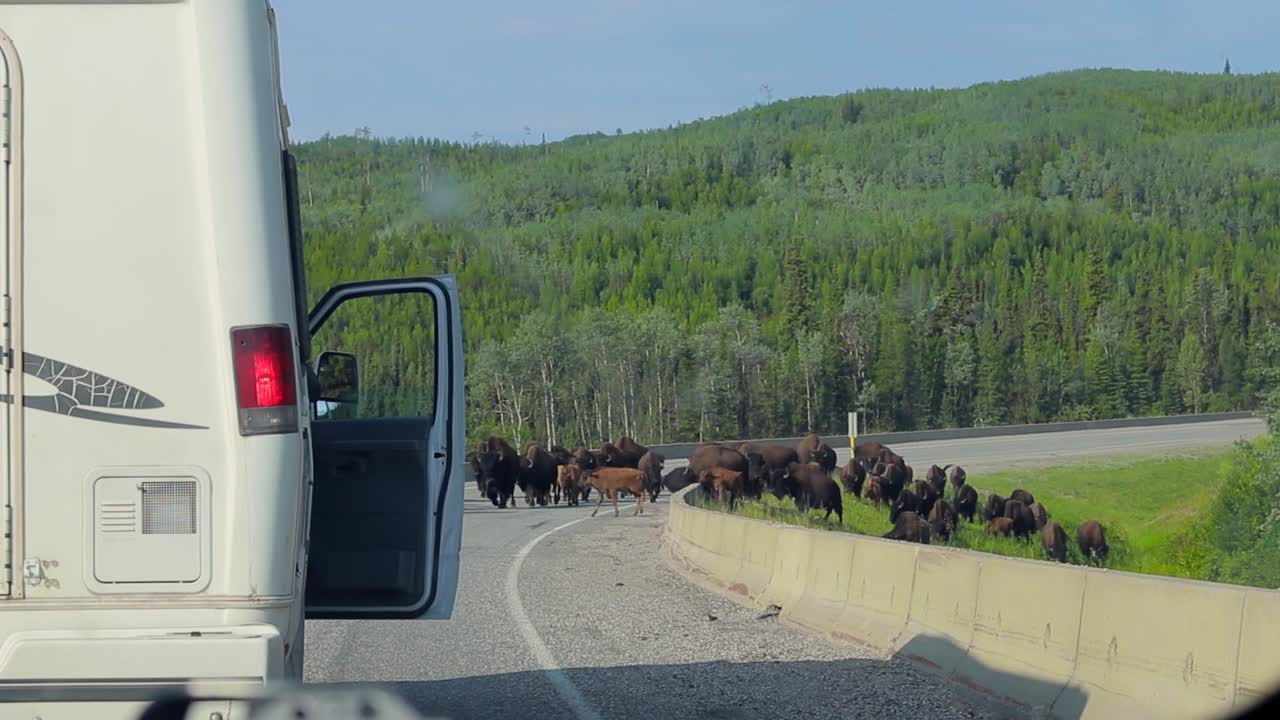 Cars stopping for Herd of Bison on Highway
