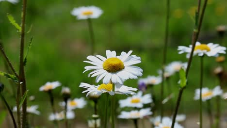 oxeye daisy, leucanthemum vulgare. june. england. uk