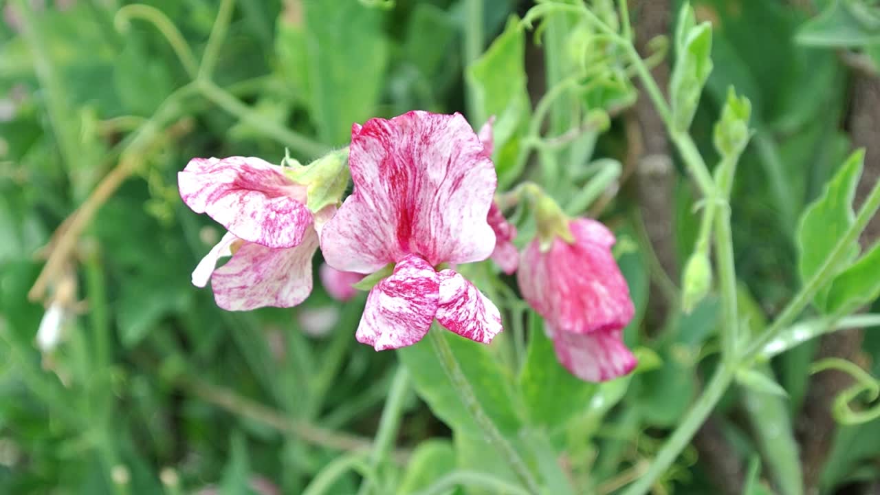 영어 정원에 있는 lathyrus odoratus 미국 달콤한 완두콩