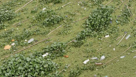 water pollution: hyacinth and litter trash on surface of unseen lake