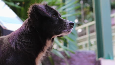 un plano fijo de primer plano de un perfil de un perro blanco y negro mixto sin hogar, pidiendo comida y distraído por algo, mirando a su alrededor y protagonizando de nuevo en el mismo lugar