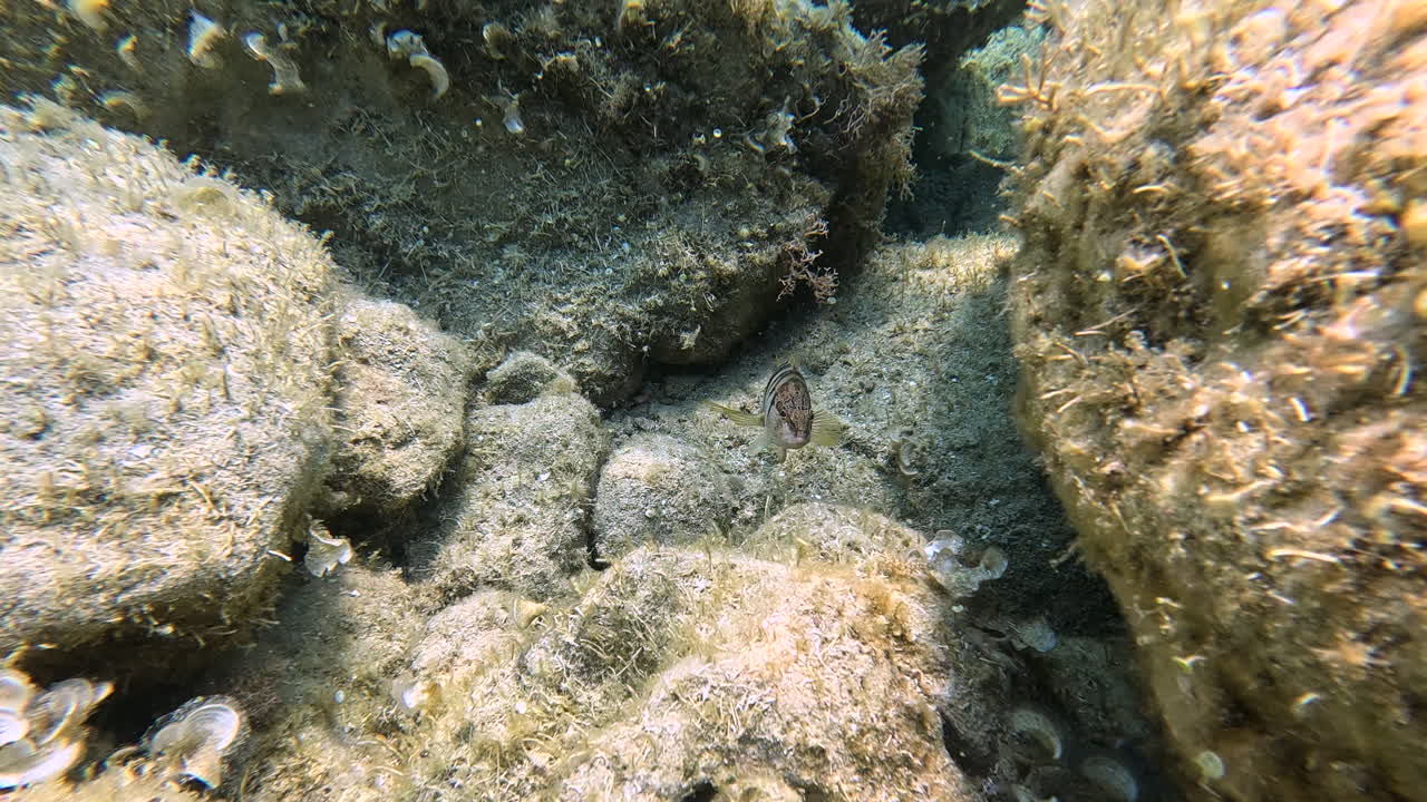 Close-up of Painted Comber reef fish (Serranus scriba) with stripes and blue belly patch swimming between rocks. Perfect for marine biology, diving, snorkeling, and underwater wildlife footage