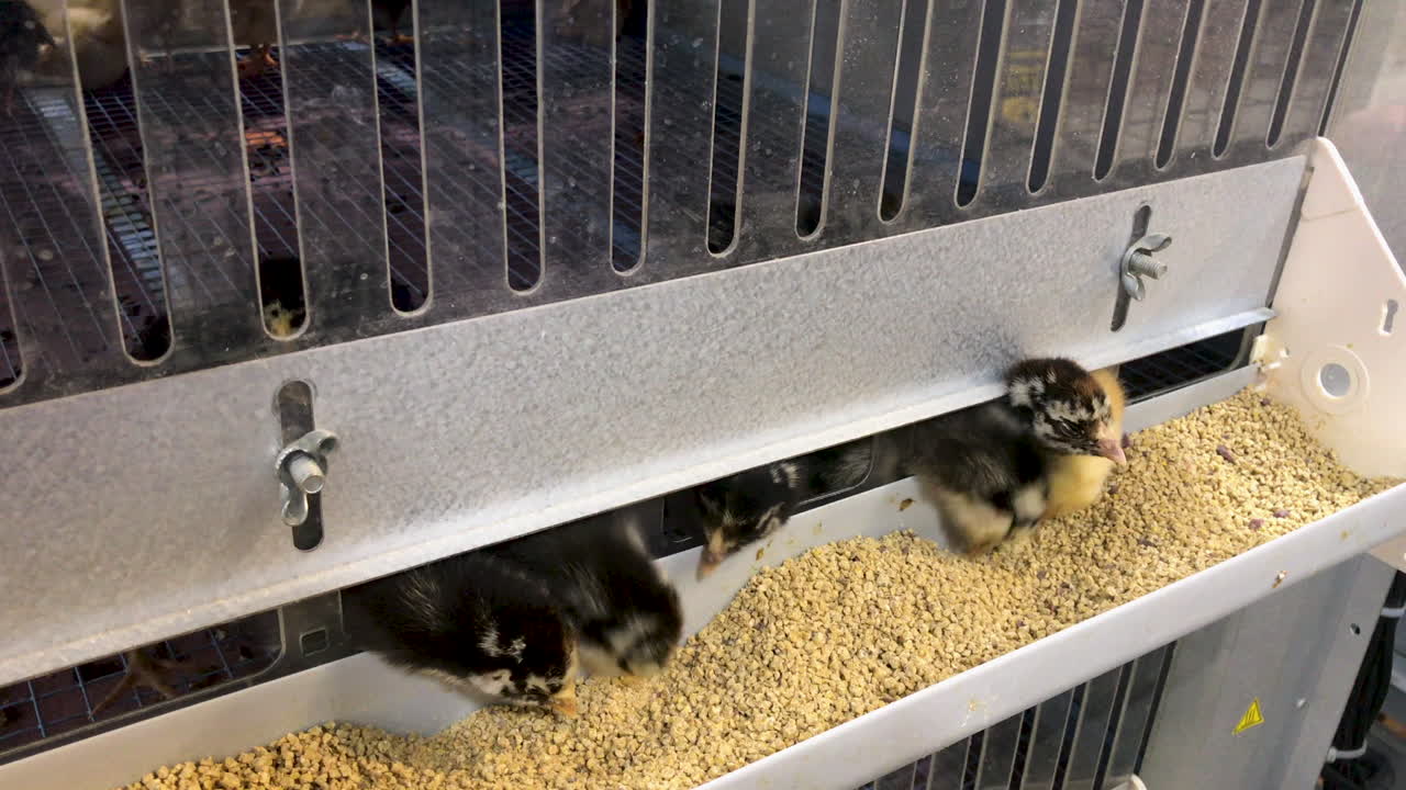 Frisch geschlüpfte Küken fressen in einer Brüterei – Rasse ist Silberlack Wyandotte.