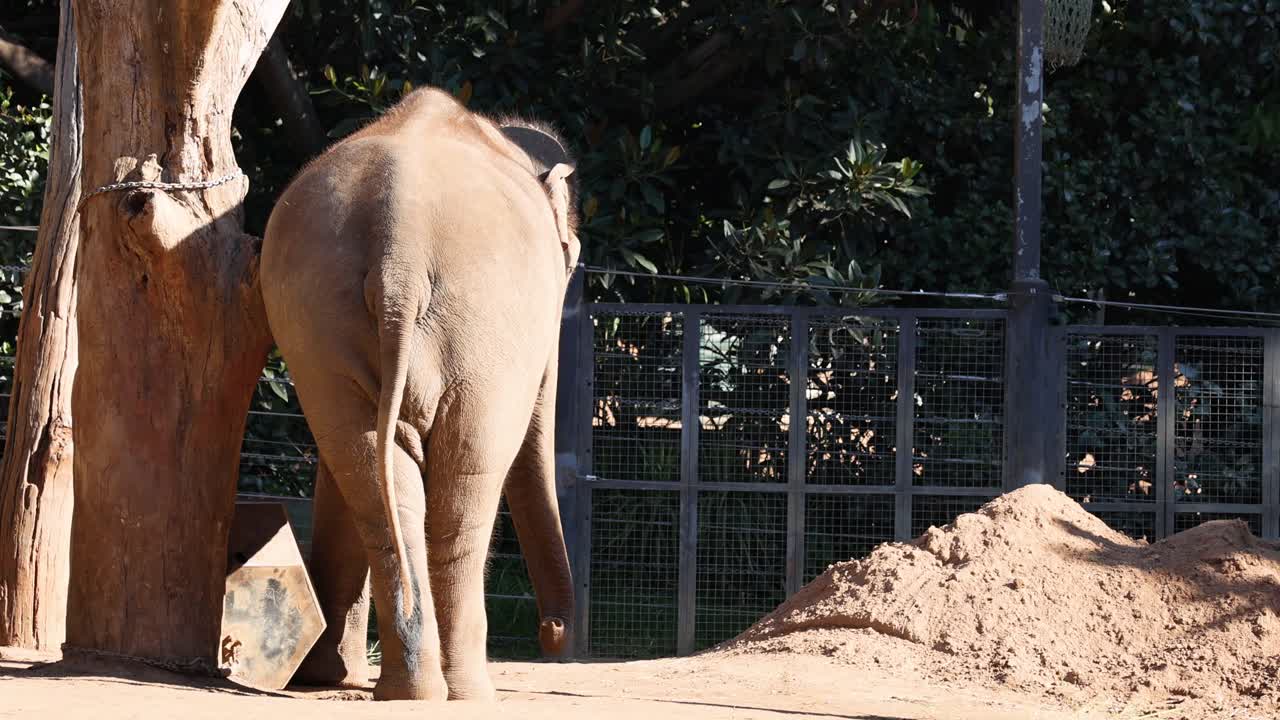 코끼리가 에 있는 나무와 상호 작용하고 있습니다.