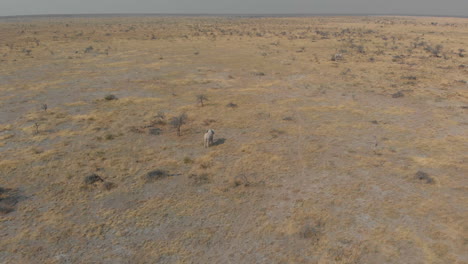 Aerial-shot-of-lone-elephant-walking-empty-plains