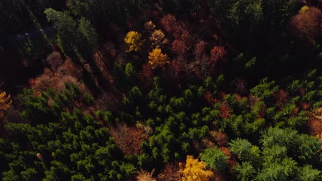 Top-Down-Aufnahme-Aus-Einem-Orange-Und-Grün-Gefärbten-Wald-In-Der-Herbstsaison,-Während-Die-Sonne-Hell-Scheint