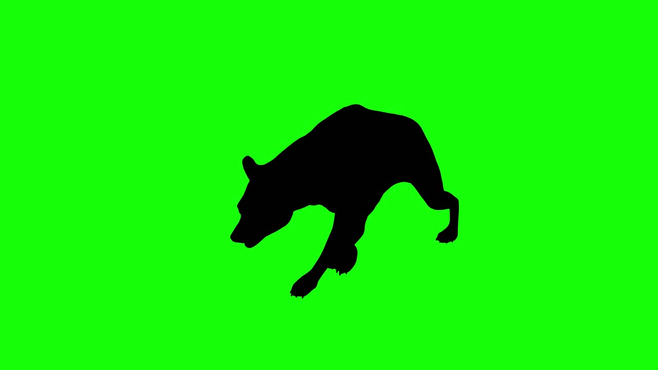 A silhouette of a hyena walking on green screen, perspective view