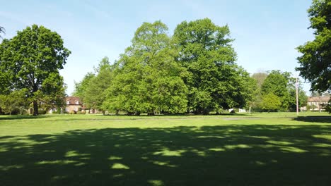 Village-green-trees-with-leaves-swaying-in-the-wind