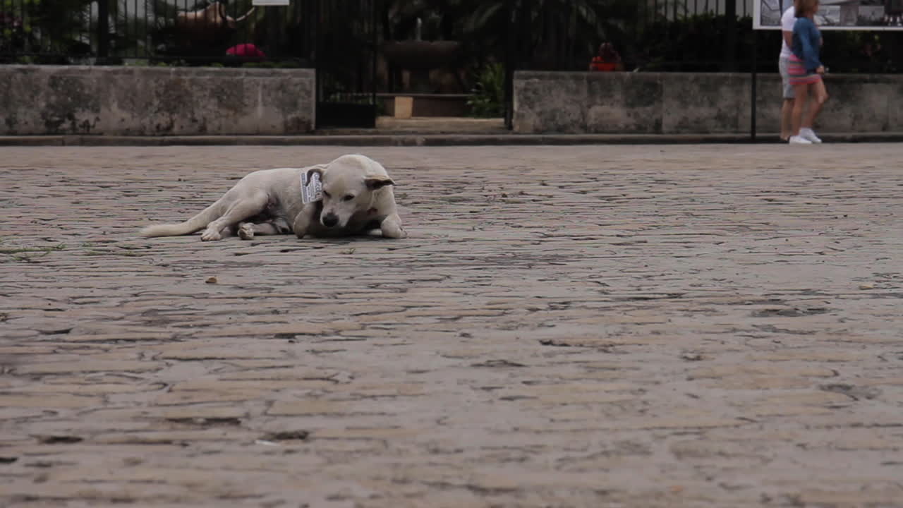 Dog lying on the pavement