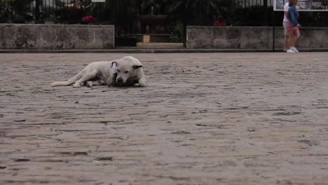 dog lying on the pavement