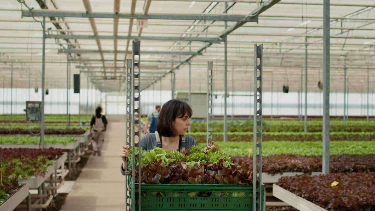 People Working in Greenhouse with Lettuce Crops