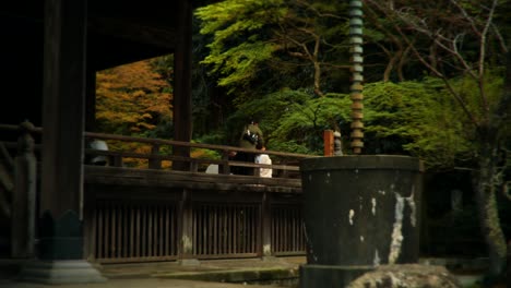 japanese temple in autumn