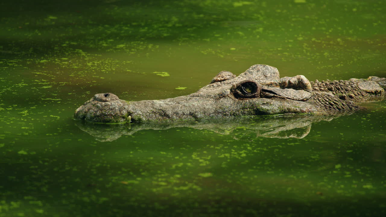 Krokodil i grönt vatten