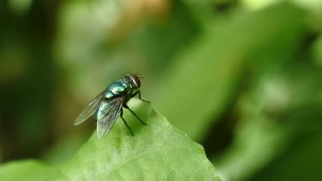 volar videos de alta definición
