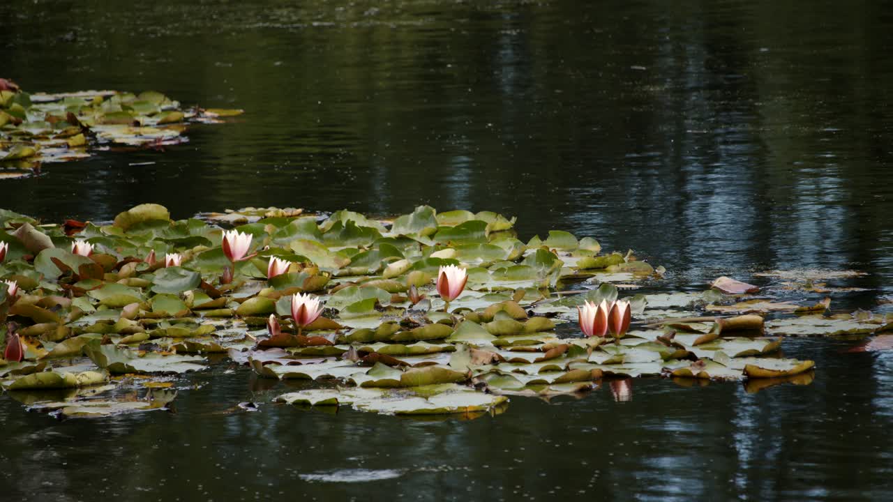 disparo medio de pads de lirio de agua con flores de lirio de agua en el lago