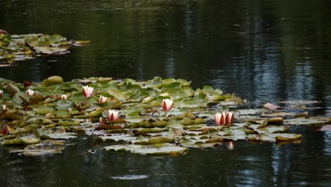 Mittlere-Aufnahme-Von-Seerosenblättern-Mit-Seerosenblüten-Auf-Dem-See