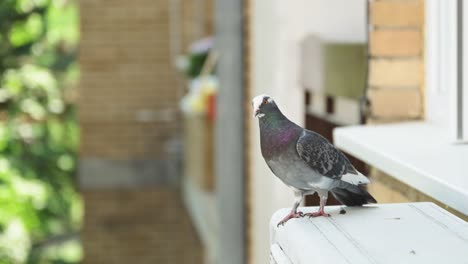 city pigeon on air conditioner external unit