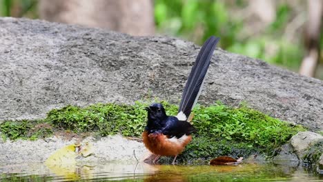 White-rumped-Shama-bathing-in-the-forest-during-a-hot-day,-Copsychus-malabaricus,-in-Slow-Motion