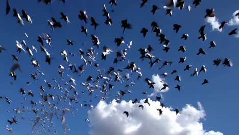 flock of birds in flight against a blue sky with clouds