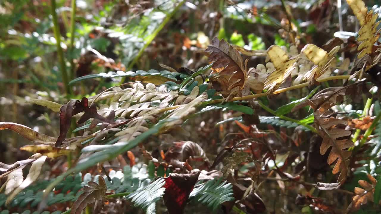 숲에 고사리 식물