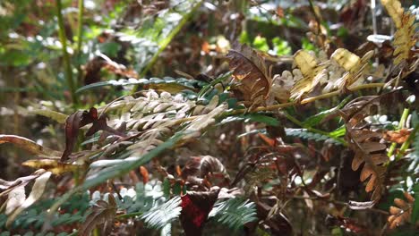 planta de helecho en el bosque