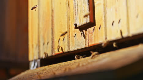 Vista-De-Las-Abejas-Carniolanas-Volando-Hacia-La-Colmena.