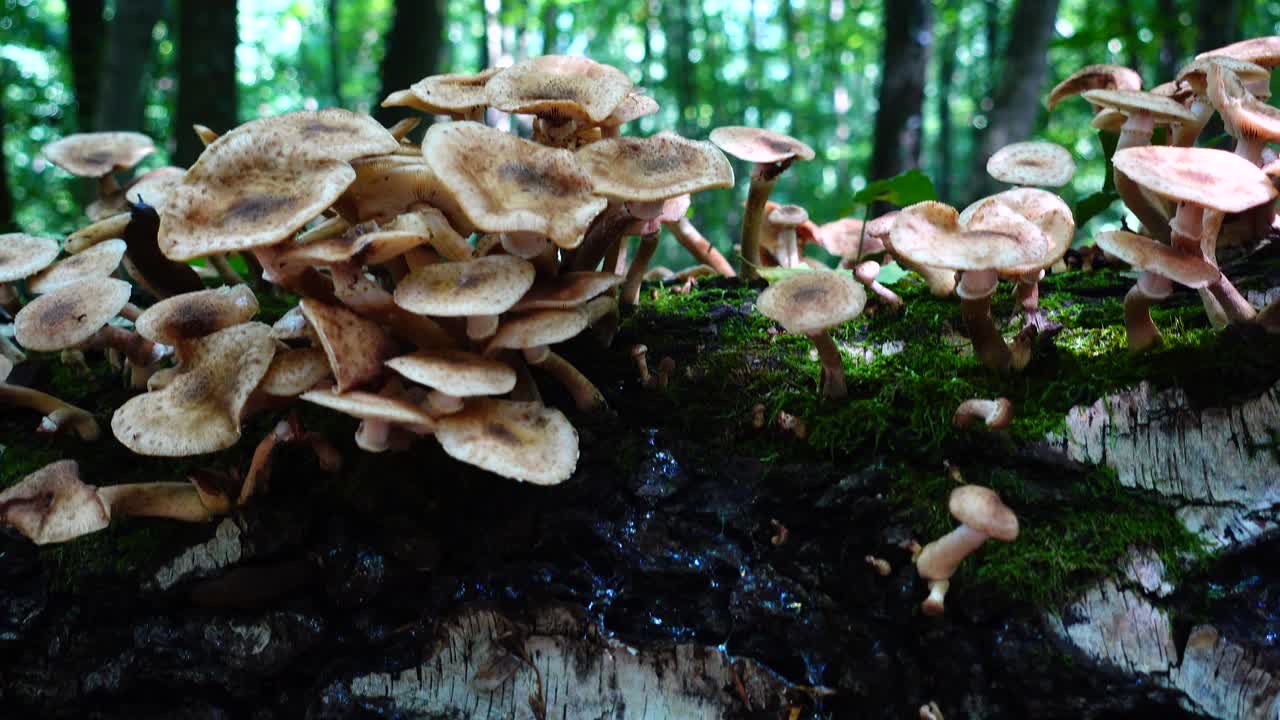 Armillaria mellea. Fotografering af svampe i skoven