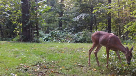 Weibchen-Whitetail-Und-Ihr-Jährling-Fressen-Klee-Auf-Einer-Lichtung-Im-Wald,-Wenn-Ihr-Anderer-Jährling-In-Sicht-Kommt