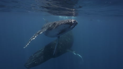 humpback whales, mother and calve in clear water swimming at the surface, passing close in front of the camera, slands of tahiti, french polynesia