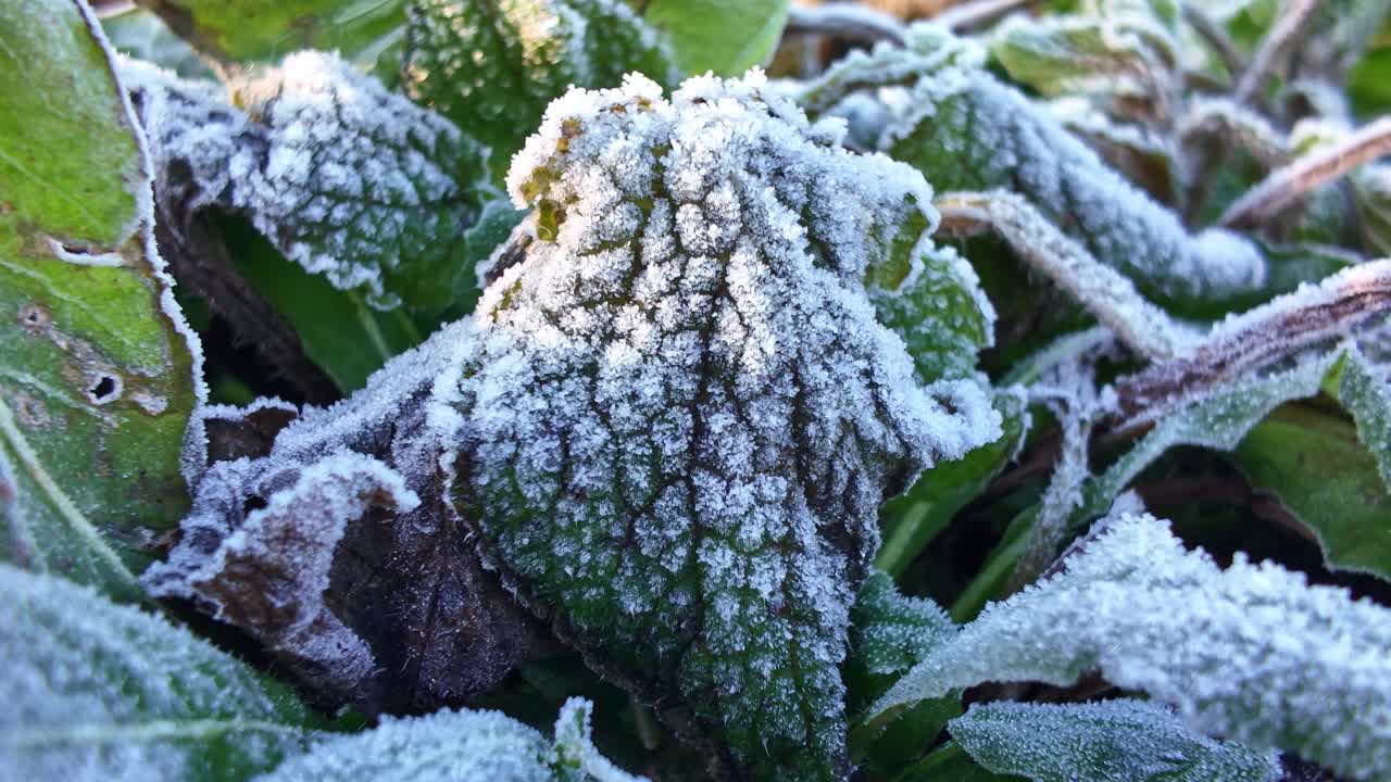 Primo piano macro di una foglia di menta congelata coperta da intricati cristalli di ghiaccio bianchi e brina durante una fredda mattina d'inverno