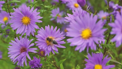 muchos asteres morados symphyotrichum o aster de nueva inglaterra balanceándose con brisa baja, gran mosca en flor