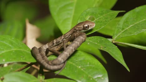 a cat eye snake is coiled up on top of green leaves, static shot