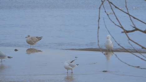 Sea-Gulls-On-The-Beach-With-Calm-Waves-In-Redlowo,-Gdynia-Poland