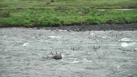 Bandada-De-Gansos-Percebes-Nadando-Y-Cruzando-El-Río-Con-Agua-En-Rápido-Movimiento