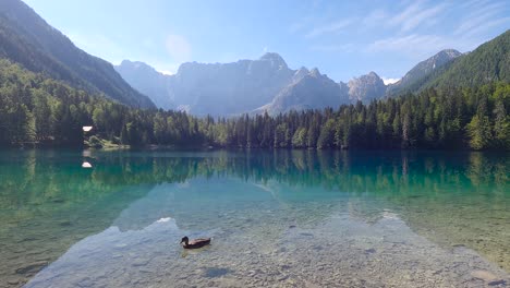 alpine lake with crystal-clear waters with a duck in the italian alps