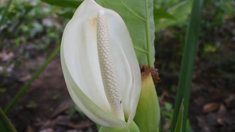 flor blanca de planta de taro u orejas de elefante o colocasia esculenta en sri lanka