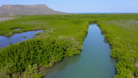 drone flying over mangrove forest at monte cristi, dominican republic