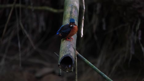 martín pescador de orejas azules, alcedo meninting, parque nacional kaeng krachan, tailandia